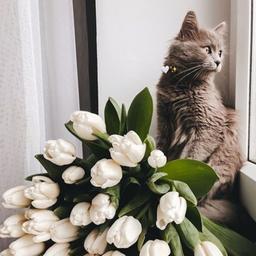 Trellis/Wallpaper for your phone 🥰❤️🔥