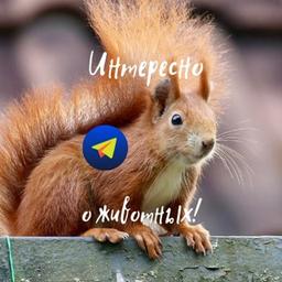Interessante sobre animais!