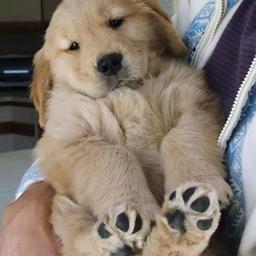 Labradores