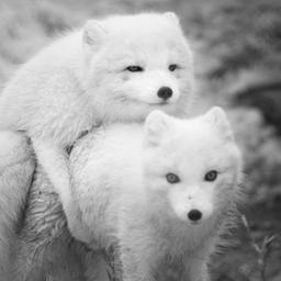 Der Polarfuchs schleicht unbemerkt 🙈