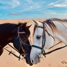 Mondo dei cavalli🐴❤️