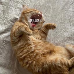 Твои загоны
