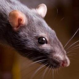SRACH 🐀