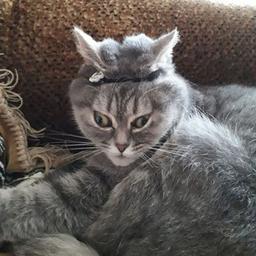 Nur ein nicht sehr lustiger Shield-Beitrag über Follower und Stalker