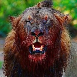 Luta de animais | Lata 18+