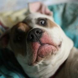Hunde-SHO