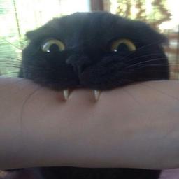 Mordre 😼